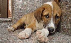 Σύλληψη Λαρισαίου και 1.500 ευρώ πρόστιμο για κλωτσιές σε σκυλί